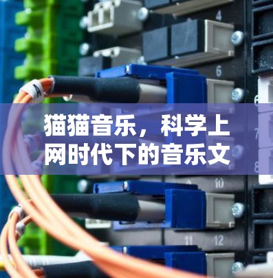 猫猫音乐，科学上网时代下的音乐文化重构